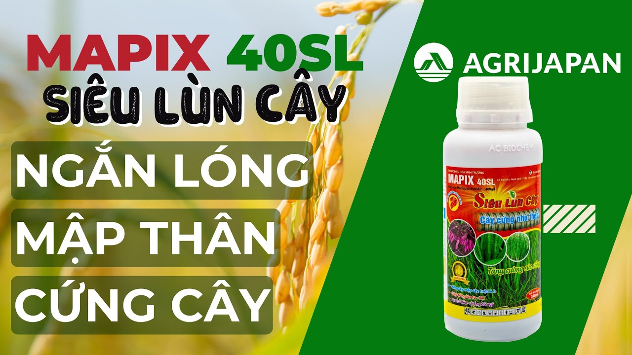 Thuốc Làm Lùn Cây: Hướng Dẫn Sử Dụng Và Lựa Chọn Hiệu Quả Gallery 1