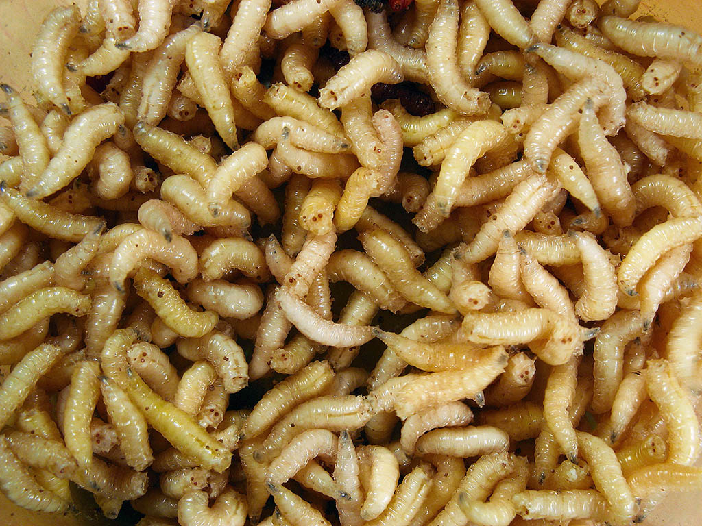 Hình ảnh con dòi