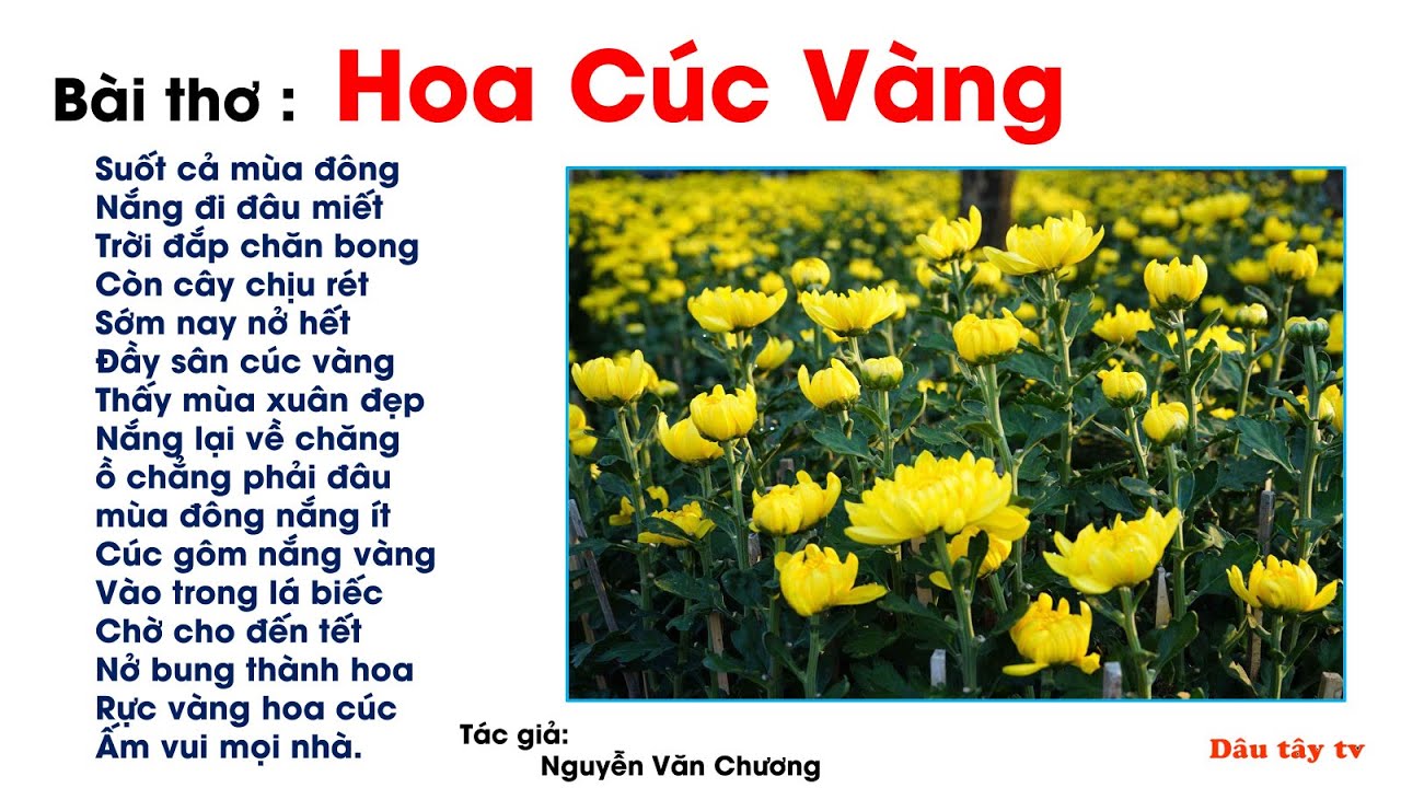 Hoa Cúc Vàng Thơ: Vẻ Đẹp và Ý Nghĩa Sâu Sắc Gallery 1