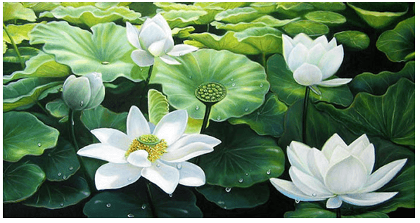 Hai Hình Ảnh Hoa Sen Trong Bài Ca Dao "Trong Đầm Gì Đẹp Bằng Sen" Gallery 1