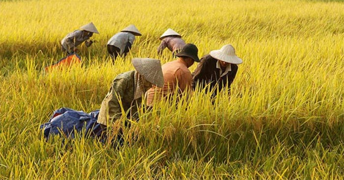 Tả bác nông dân đang làm việc Gallery 1