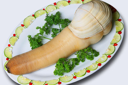 Hình ảnh ốc vòi voi