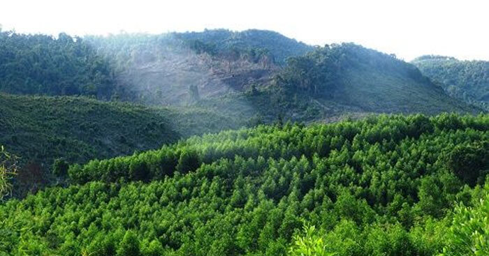 Nhận định về rừng Xà Nu Gallery 1
