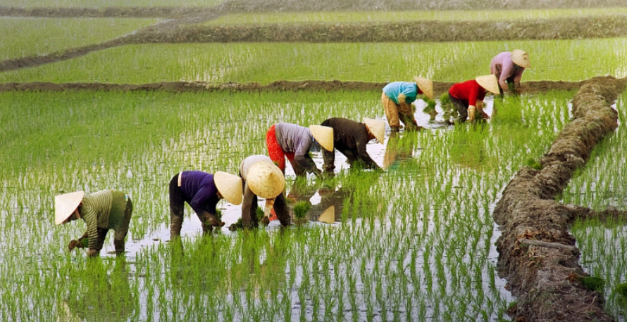 Tả bác nông dân đang gặt lúa Gallery 1