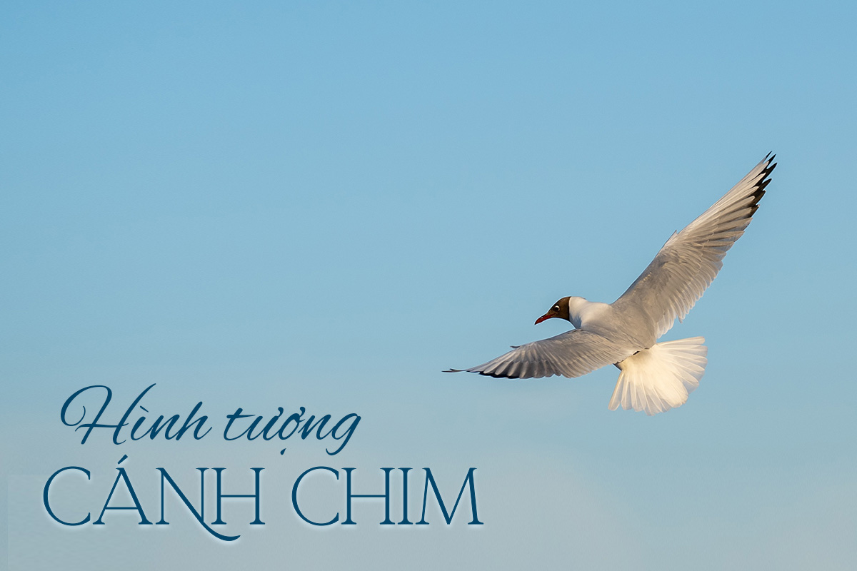 Em Như Chim Bay Quên Đường Về Gallery 1