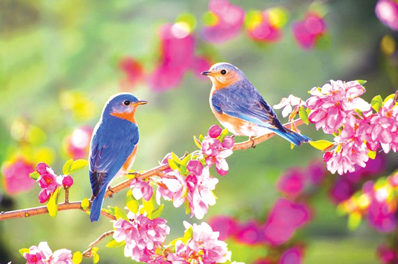 Xuân Sẻ là gì? Đặc điểm, hình ảnh và những điều thú vị Gallery 2