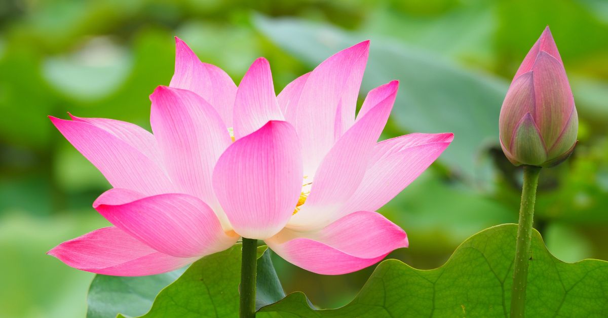 Hình Bông Sen Đẹp