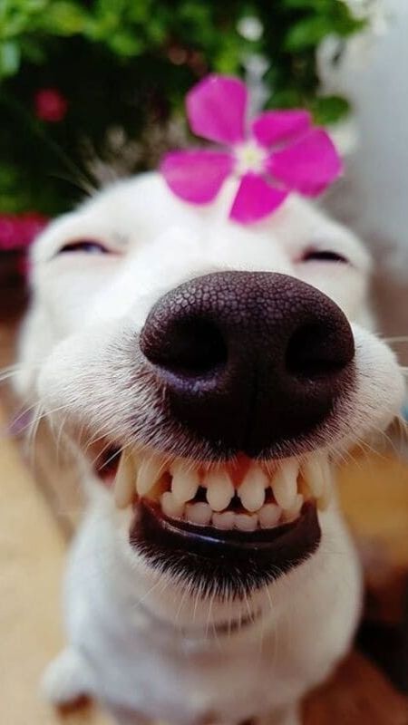 Hình Con Chó Cười Nhe Răng