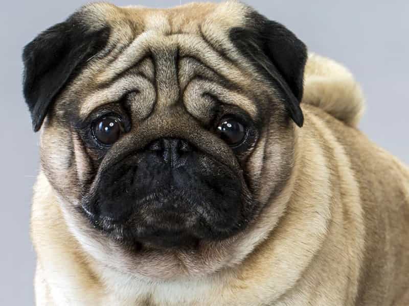 Hình Con Chó Mặt Xệ Đáng Yêu