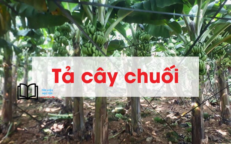 Tả cây chuối tiêu lớp 4 ngắn gọn Gallery 1