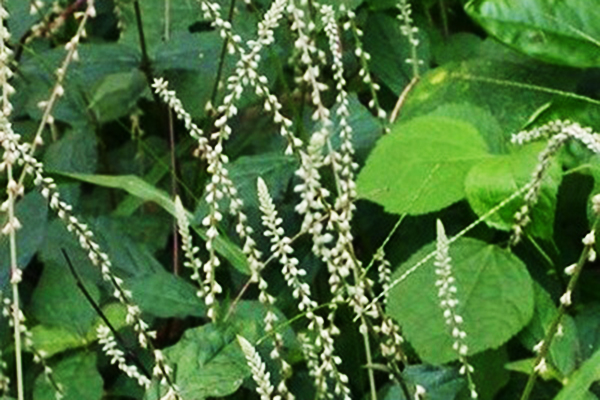 Hình Dáng Cây Cỏ Xước