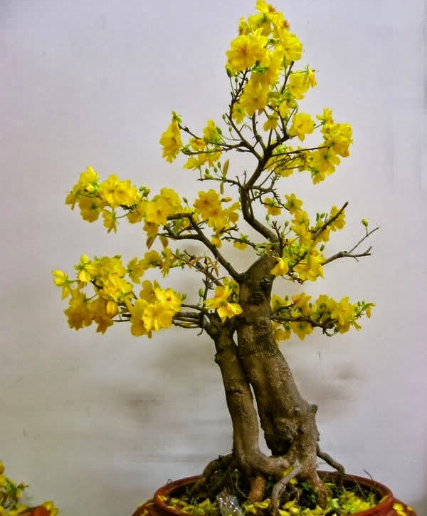 Hình dáng cây mai Gallery 2