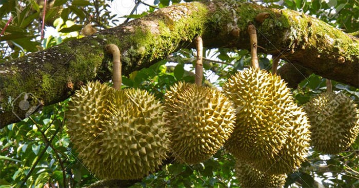 Văn tả cây sầu riêng lớp 4 Gallery 1