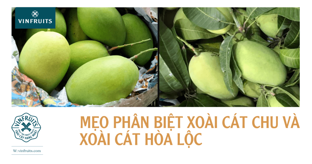 Cách Nhận Biết Xoài Cát Hòa Lộc Gallery 1