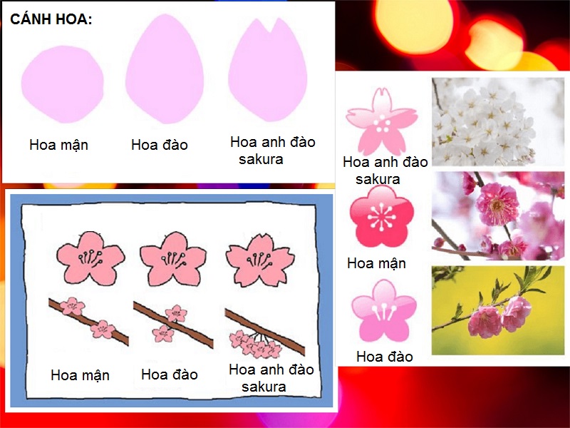 Tả Hoa Anh Đào Gallery 1