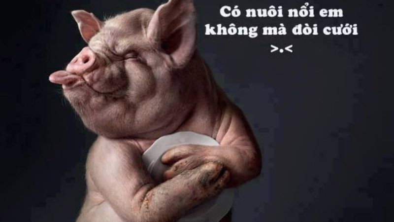 Hình Nền Buồn Cười: Làm Sao Để Tìm Được Những Hình Nền Hài Hước Nhất?