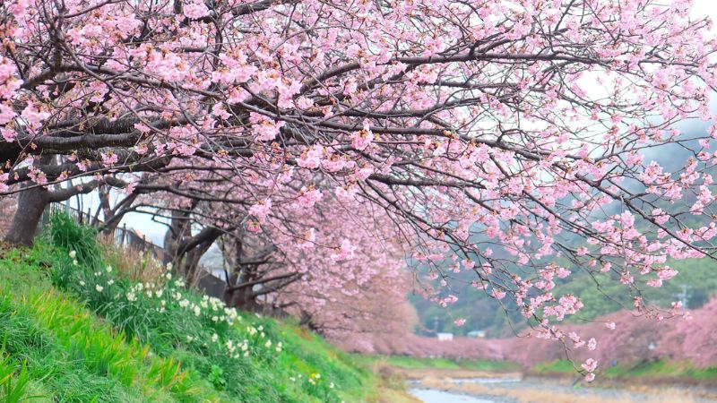 Hình Nền Mùa Xuân Tuyệt Đẹp