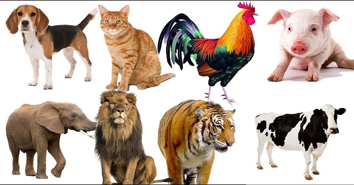 Hình Ảnh Những Con Vật