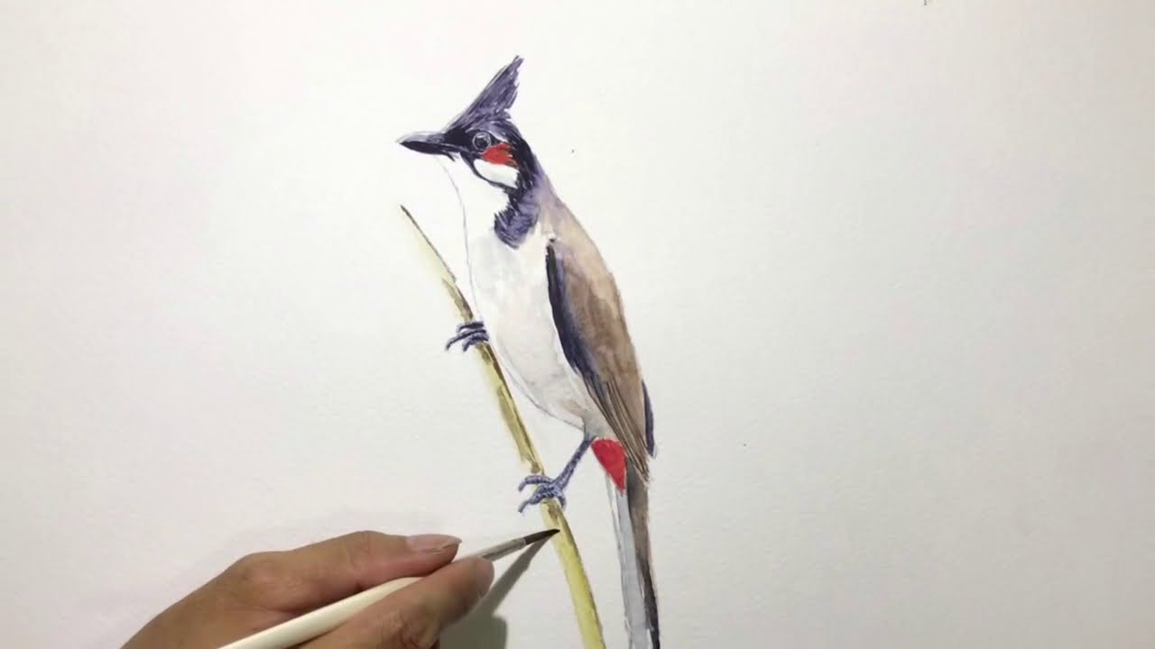 Hình Vẽ Chào Mào Đẹp Gallery 2