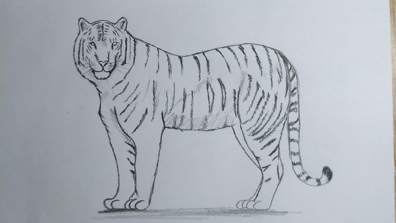 Hình Vẽ Con Hổ Đẹp