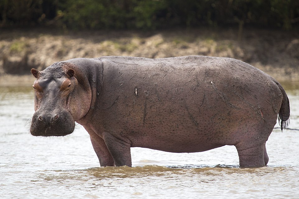 Hippo là con gì?
