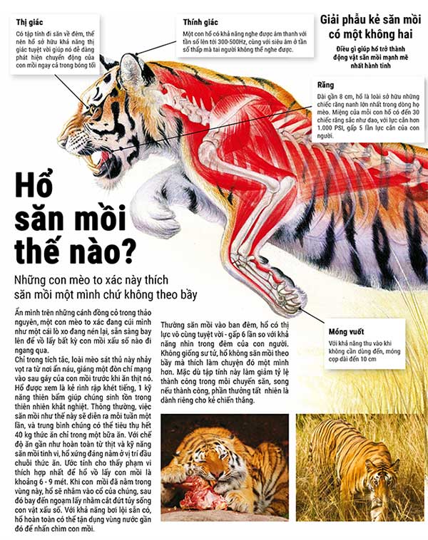 Hổ đi kiếm ăn giờ nào?