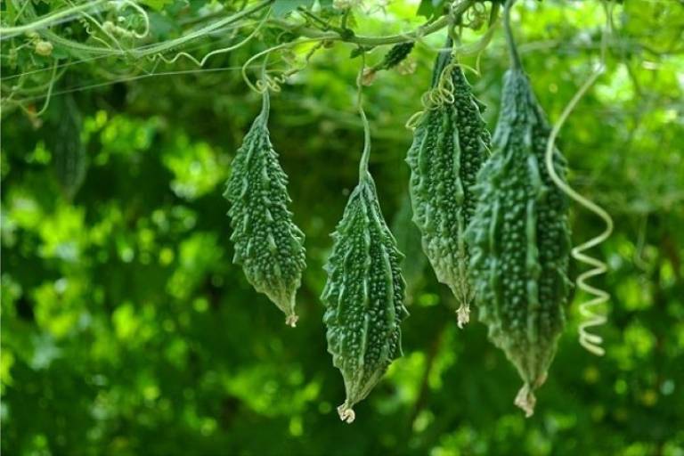 Hổ qua rừng nghĩa là gì? Gallery 2