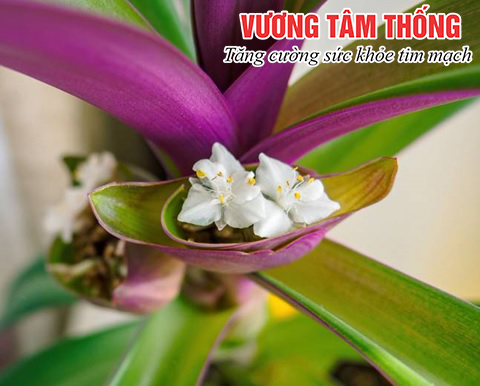 Cây Lẻ Bạn Chữa Hở Van Tim? Gallery 1