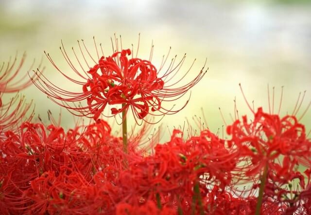 Red Spider Lily: Symbolism, Meaning, and Care