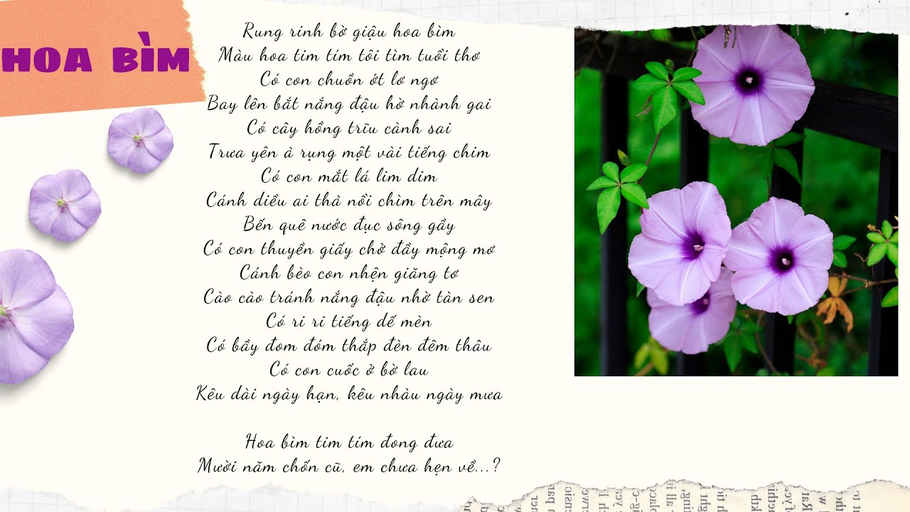 Hoa Bìm Bìm Lớp 6