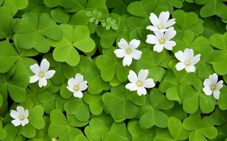 Hoa Cỏ May Mắn: Mang Lại Tài Lộc Và Hạnh Phúc