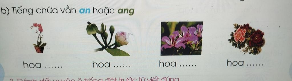 Hoa có vần Ang