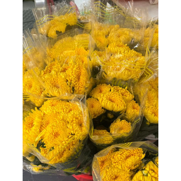 Hoa Cúc Kim Cương