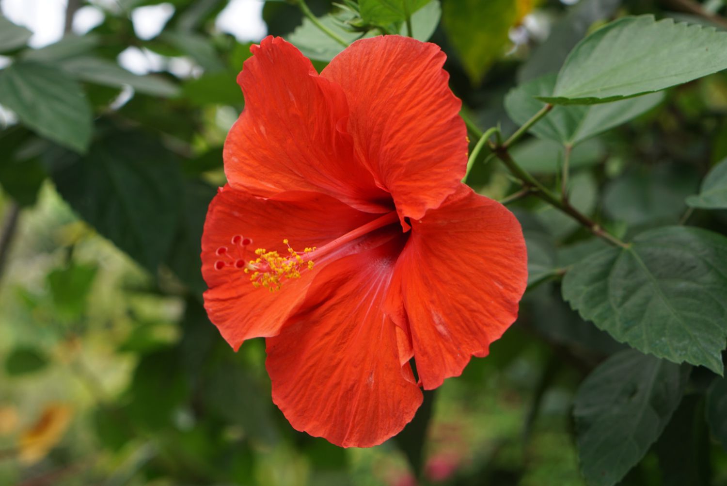 What is Hibiscus in English?
