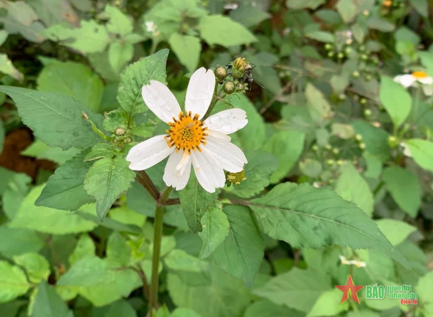Hoa Đồng Nội Chính Tả Gallery 2