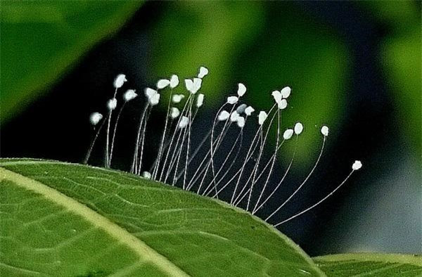 Hoa Gì Ngàn Năm Nở Một Lần?
