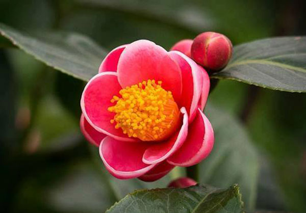 Hoa Hai Dương Tiếng Anh Là Gì
