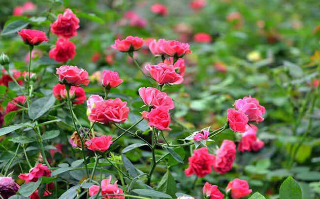 Hoa Hồng Tỉ Muội