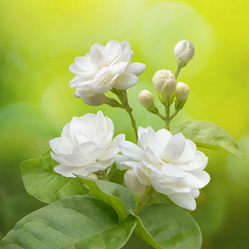 Hoa Hồng và Hoa Nhài: Sự khác biệt và điểm tương đồng