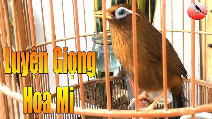 Họa Mi Hót Hay Nhất
