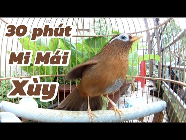 Họa Mi Hót Mái