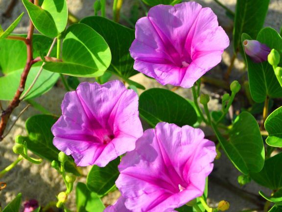 Hoa Muống: Nguồn Vitamin và Khoáng Chất Dồi Dào Cho Sức Khỏe