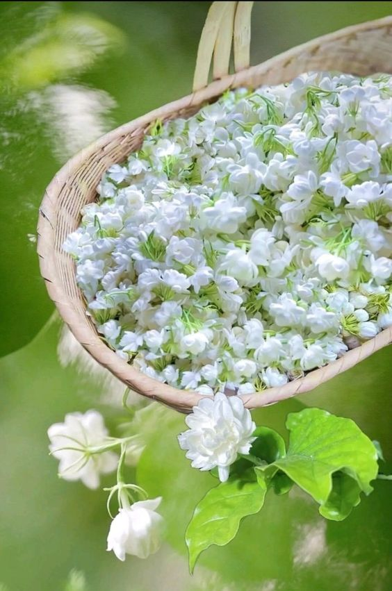 Hình Nền Hoa Nhài Đẹp Nhất