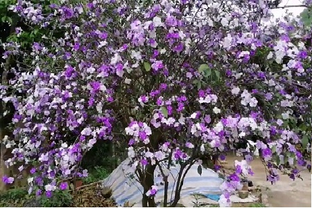 Hoa Nhài Nhật Nở Vào Mùa Nào?