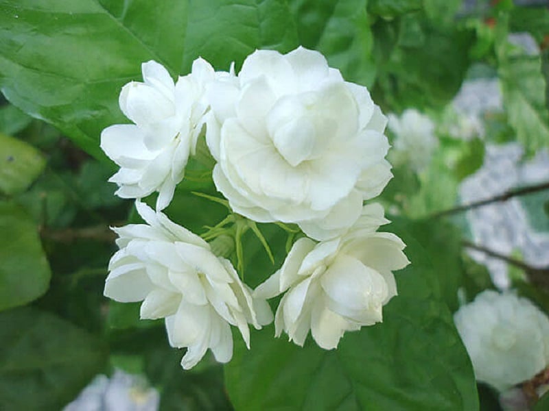 Hoa Nhài Nhật Trắng