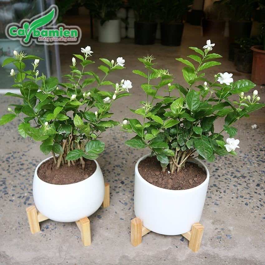 Hoa Nhài Nhỏ Của Anh