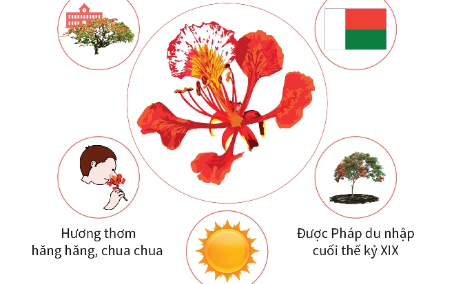 Thơ về hoa phượng tuổi học trò Gallery 2