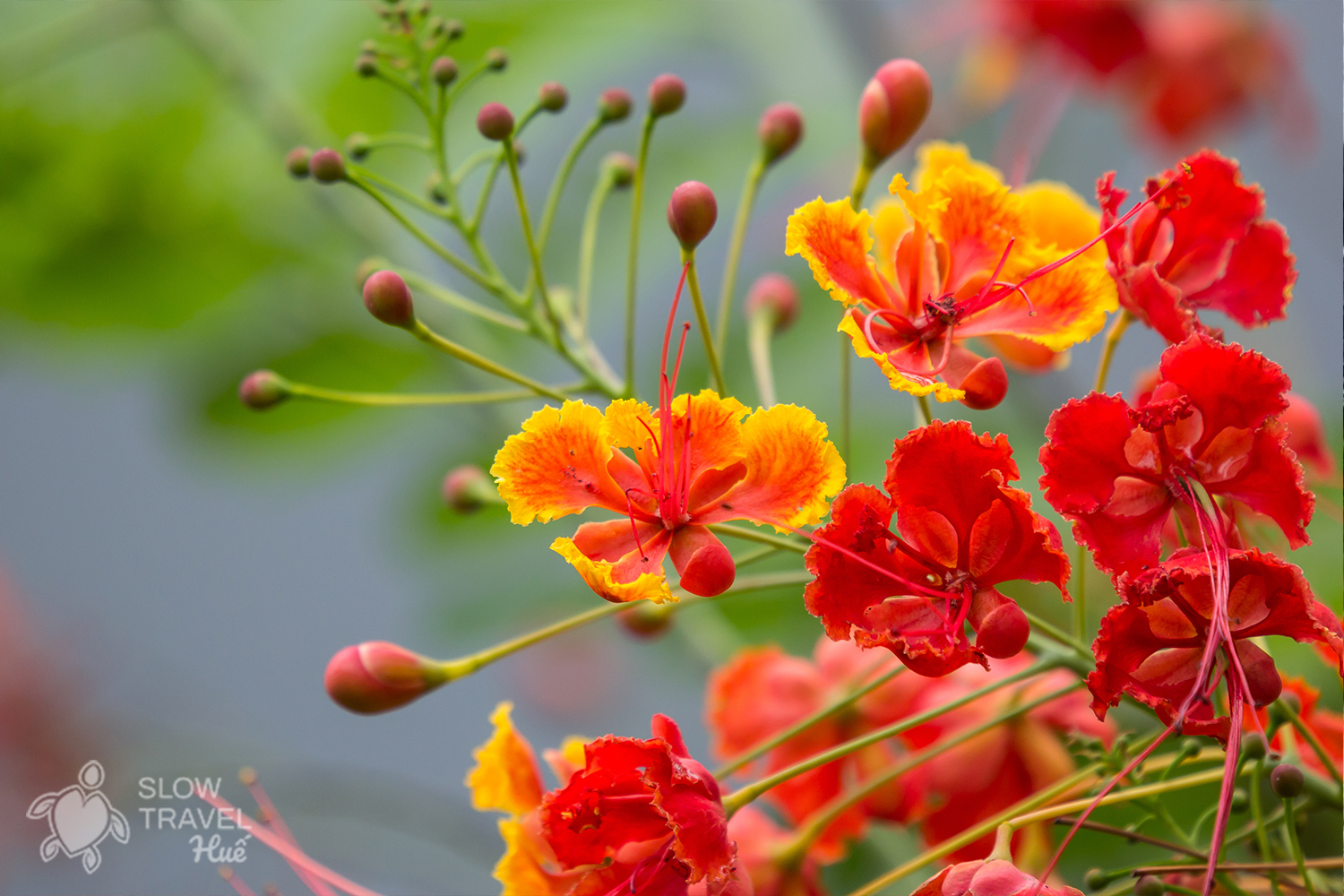 Flamboyant Tree: A Guide to Delonix Regia