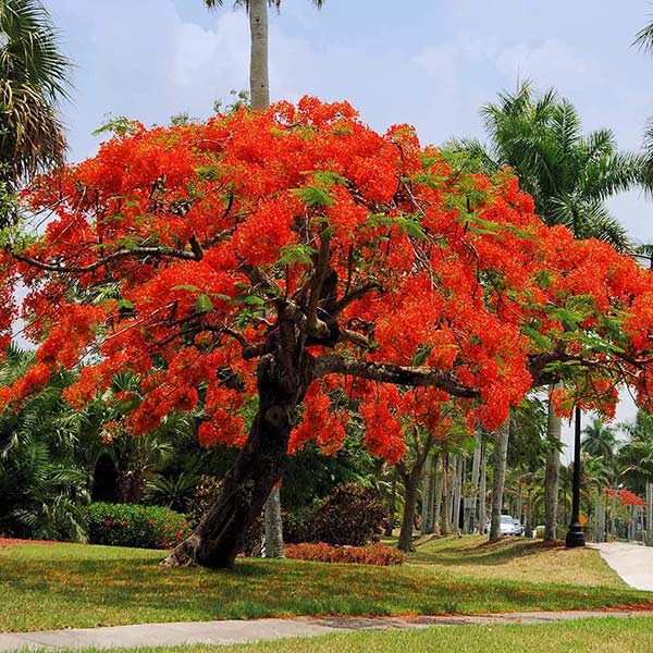 Flamboyant Tree: A Guide to Delonix regia