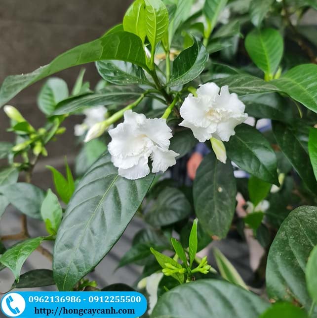 Hoa Tứ Quý Trắng